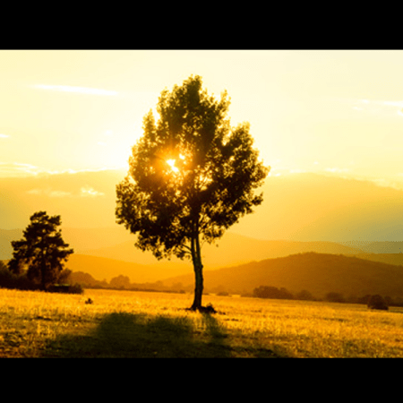 Baumbestattung - Libitina Bestattungen
